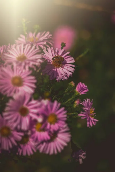 Красиві Фіолетові Осінні Квіти Освітлені Теплим Вересневим Сонцем Природному Садовому — стокове фото