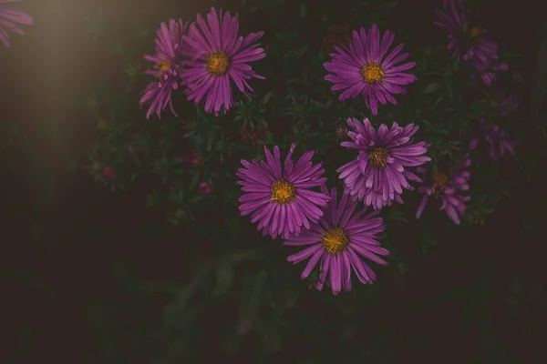 Красивые Фиолетовые Осенние Цветы Освещенные Теплым Сентябрьским Солнцем Естественной Окружающей — стоковое фото