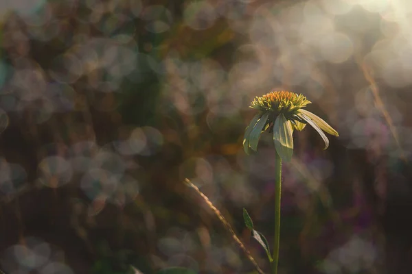 暖かい午後の光に照らされた自然環境の美しい秋の花 — ストック写真