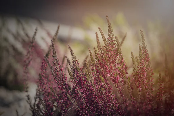 Piękne Fioletowe Wrzosowisko Rośnie Ogrodzie Wrześniu Ciepłym Popołudniowym Słońcu Zbliżeniu — Zdjęcie stockowe