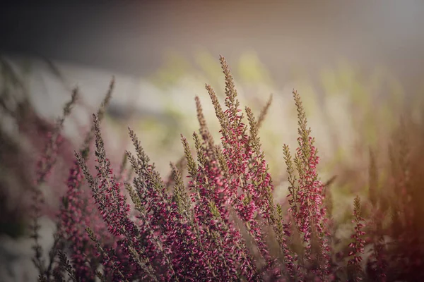Hermoso Brezo Púrpura Creciendo Jardín Septiembre Cálido Sol Tarde Primer —  Fotos de Stock