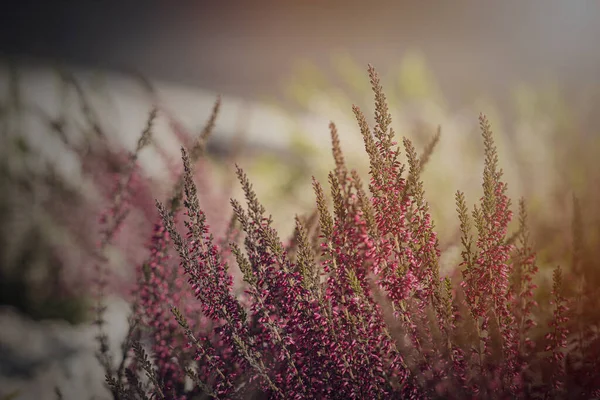 Piękne Fioletowe Wrzosowisko Rośnie Ogrodzie Wrześniu Ciepłym Popołudniowym Słońcu Zbliżeniu — Zdjęcie stockowe