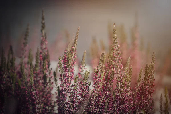 Hermoso Brezo Púrpura Creciendo Jardín Septiembre Cálido Sol Tarde Primer —  Fotos de Stock