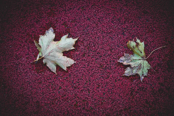 Bellissime Foglie Acero Autunnali Distese Uno Sfondo Superficie Rossa — Foto Stock