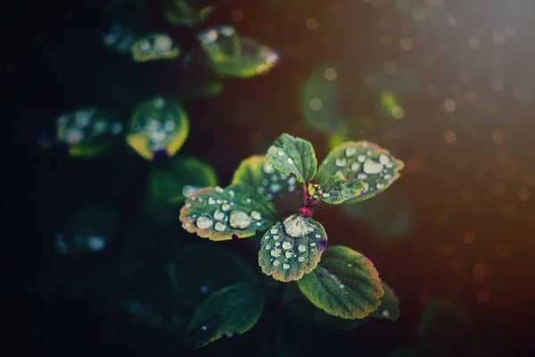 Όμορφα Φθινοπωρινά Φύλλα Του Θάμνου Σταγόνες Βροχής Στον Ζεστό Απογευματινό — Φωτογραφία Αρχείου
