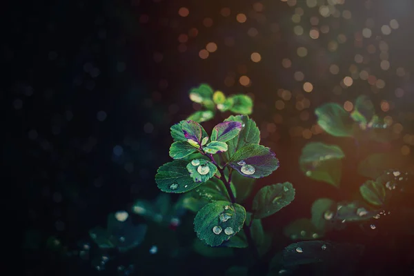 Όμορφα Φθινοπωρινά Φύλλα Του Θάμνου Σταγόνες Βροχής Στον Ζεστό Απογευματινό — Φωτογραφία Αρχείου