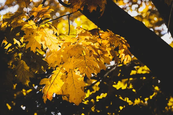 暖かい光の中で木の上に美しい黄金の紅葉 — ストック写真