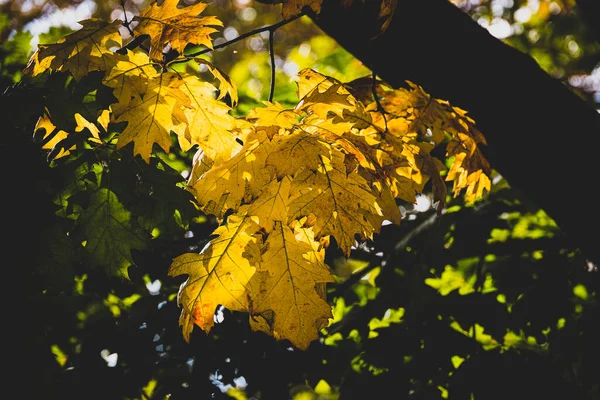 Belas Folhas Bordo Outono Dourado Árvore Luz Quente — Fotografia de Stock