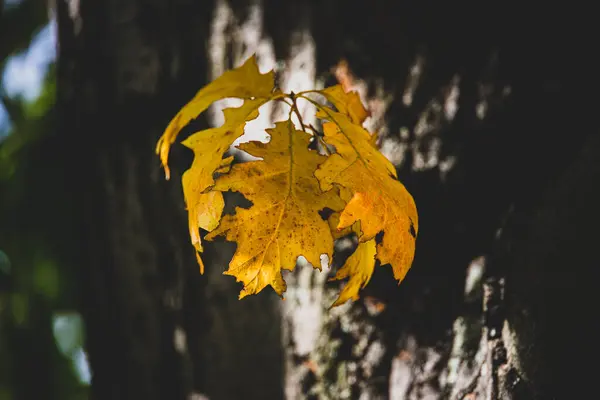 Vacker Gyllene Höst Lönn Löv Trädet Varmt Ljus — Stockfoto
