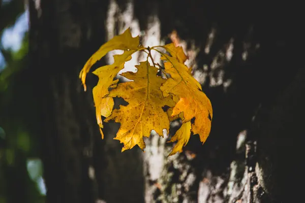 暖かい光の中で木の上に美しい黄金の紅葉 — ストック写真