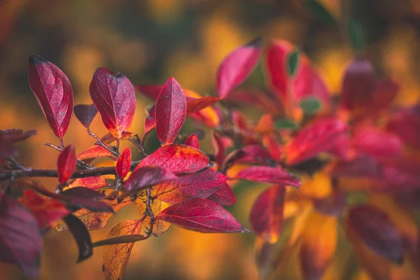 Όμορφα Κόκκινα Και Πορτοκαλί Φθινοπωρινά Φύλλα Του Θάμνου Κοντινό Πλάνο — Φωτογραφία Αρχείου