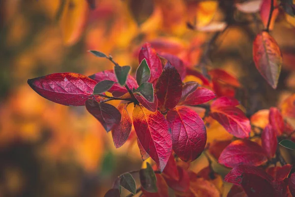 Belas Folhas Vermelhas Laranja Outono Arbusto Close Dia Quente Jardim — Fotografia de Stock