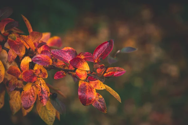 Belas Folhas Vermelhas Laranja Outono Arbusto Close Dia Quente Jardim — Fotografia de Stock