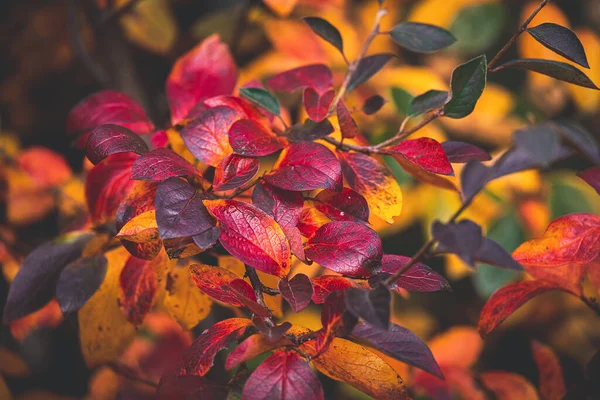 Vackra Röda Och Orange Höstlöv Busken Närbild Varm Dag Trädgården — Stockfoto
