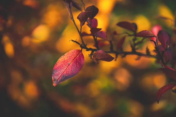 stock image beautiful red and orange autumn leaves of the bush in close-up on a warm day in the garden