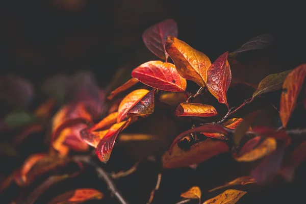 Beautiful Red Orange Autumn Leaves Bush Close Warm Day Garden — Stock Photo, Image