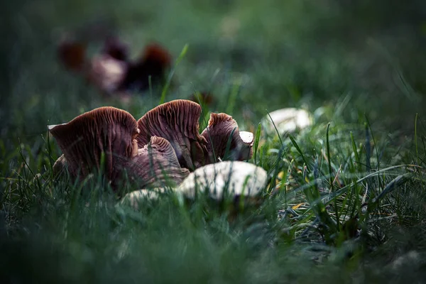 Beaux Champignons Automne Lumineux Dans Herbe Verte Jour Automne — Photo