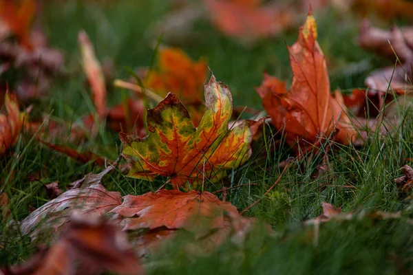 Beautiful Red Autumn Maple Leaves Lying Green Grass Park Close — Stock Photo, Image