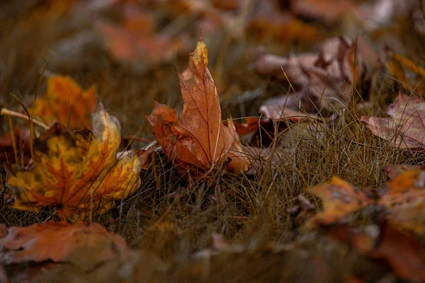 Mooie Rode Herfst Esdoorn Bladeren Liggend Tussen Groen Gras Het — Stockfoto