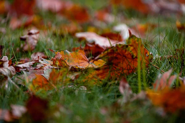 Bonito Vermelho Outono Bordo Folhas Deitado Entre Grama Verde Parque — Fotografia de Stock