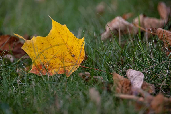 Schöne Rote Blätter Des Herbst Ahorns Die Nahaufnahme Zwischen Grünem — Stockfoto