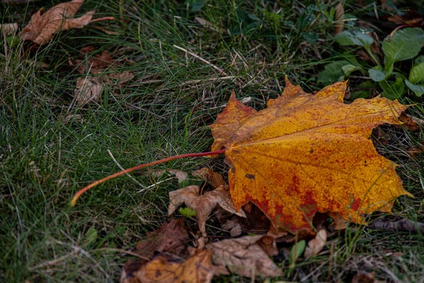 Beautiful Red Autumn Maple Leaves Lying Green Grass Park Close — Stock Photo, Image