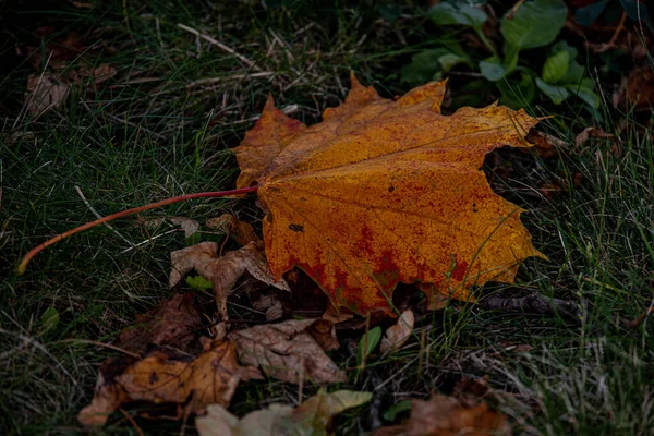 Krásné Červené Podzimní Javorové Listy Ležící Mezi Zelenou Trávou Parku — Stock fotografie