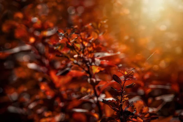 Красиве Червоне Осіннє Листя Куща Тепле Полудневе Сонце Саду — стокове фото