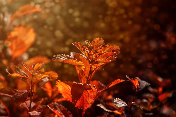 Hermosas Hojas Rojas Otoño Los Arbustos Cálido Sol Tarde Jardín —  Fotos de Stock