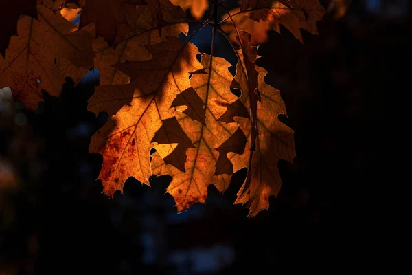 Beautiful Brown Oak Leaves Dark Background Autumn Day — Stock Photo, Image