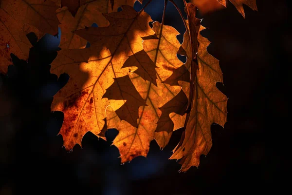 美しい茶色のオークは秋の日に暗い背景に残ります — ストック写真