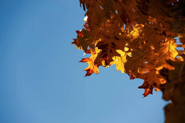 Piękne Tło Brązowego Dębu Liście Przed Błękitnym Jesiennym Bezchmurnym Niebem — Zdjęcie stockowe
