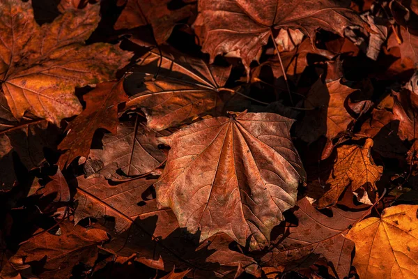 Mooie Bruine Gouden Esdoorn Bladeren Vormen Een Mooie Herfst Achtergrond — Stockfoto