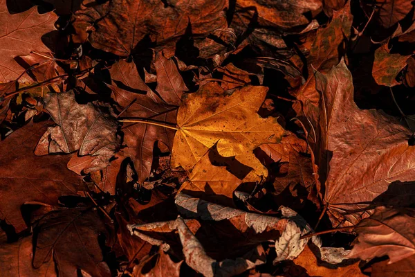 Mooie Bruine Gouden Esdoorn Bladeren Vormen Een Mooie Herfst Achtergrond — Stockfoto