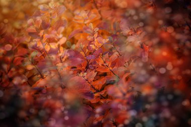 Çalının güzel kırmızı sonbahar yaprakları Bahçedeki sıcak öğleden sonra güneşinde