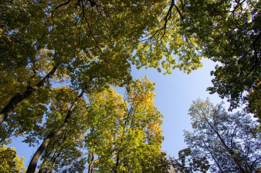 Sonbahar ağaçları ve mavi gökyüzünün doğal bir zemin oluşturduğu güzel bir manzara.