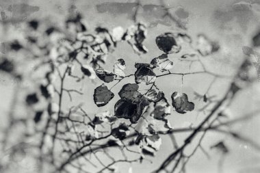 Doğal ortamdaki ağaçta güzel renkli sonbahar yaprakları.