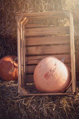 Güzel turuncu sonbahar taze balkabağı süs olarak dışarıda yatıyor.