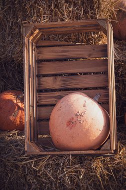 Güzel turuncu sonbahar taze balkabağı süs olarak dışarıda yatıyor.