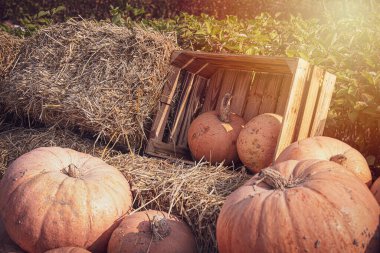 Güzel turuncu sonbahar taze balkabağı süs olarak dışarıda yatıyor.