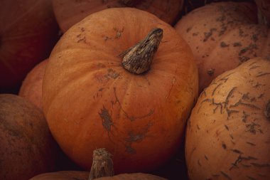 Güzel turuncu sonbahar taze balkabağı süs olarak dışarıda yatıyor.