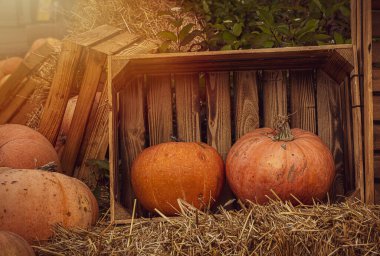 Güzel turuncu sonbahar taze balkabağı süs olarak dışarıda yatıyor.