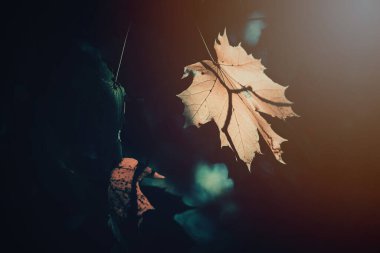 Ağaçtaki güzel sonbahar altın yaprakları sıcak öğleden sonra ışığıyla aydınlatılıyor.