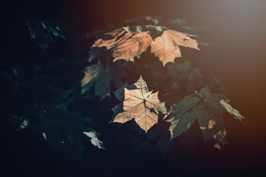 Ağaçtaki güzel sonbahar altın yaprakları sıcak öğleden sonra ışığıyla aydınlatılıyor.