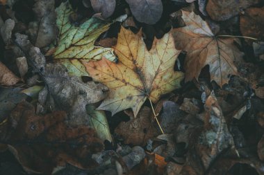Güzel sonbahar rengarenk doğal arka plan Düşmüş akçaağaç yapraklarıyla