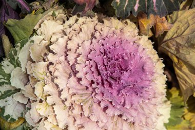 Güzel sonbahar arka planında soğuk Kasım güneşinde bahçede büyüyen dekoratif lahanaların yakın planında