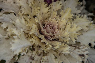 Güzel sonbahar arka planında soğuk Kasım güneşinde bahçede büyüyen dekoratif lahanaların yakın planında