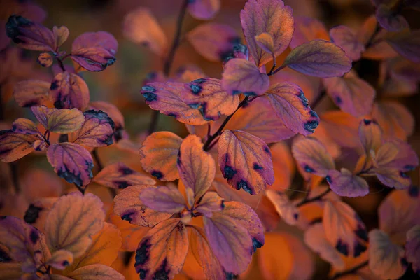 Folhas Vermelhas Bonitas Outono Arbusto Sol Quente Tarde Jardim — Fotografia de Stock