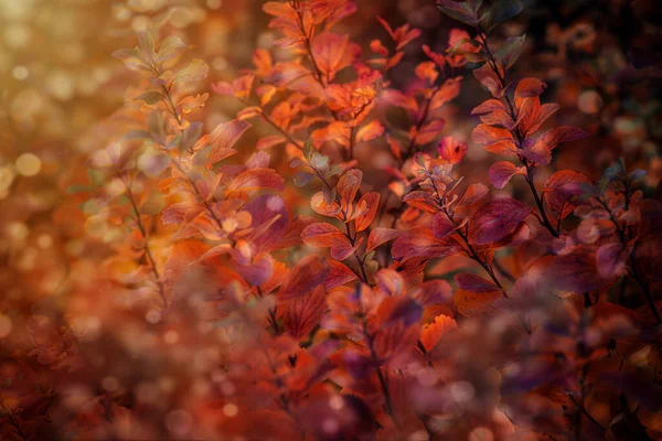 Folhas Vermelhas Bonitas Outono Arbusto Sol Quente Tarde Jardim — Fotografia de Stock