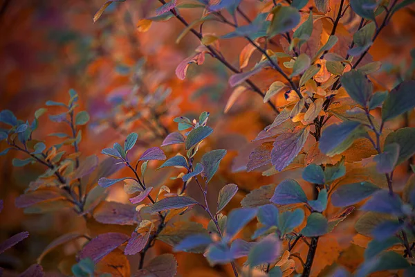 Schöne Rote Herbstblätter Des Busches Der Warmen Nachmittagssonne Garten — Stockfoto